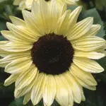 Sunflower 'Valentine' has delicate pale lemon-yellow petals surrounding a dark brown centre.