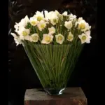 Hellebore niger with dogwood arrangement