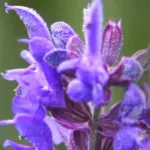 Hyssop is an aromatic herb similar to rosemary or lavender which is enjoying a revival with home gardeners.