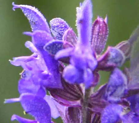 Hyssop is an aromatic herb similar to rosemary or lavender which is enjoying a revival with home gardeners.