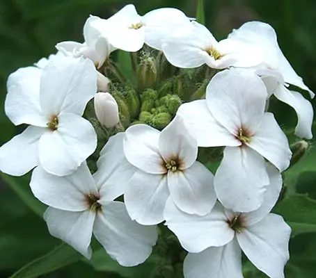 Dame's Rocket shoots up quickly in spring and enters full bloom by May.