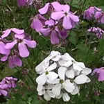 The genus name Hesperis is Greek for evening, a reference to this plant's aroma becoming ever more conspicuous towards evening.