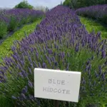 One of the most popular lavenders with its dense silver-grey foliage, covered in fragrant, dark purple-blue flower spikes