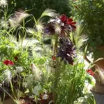 The feathery flower spikes are also useful for cutting and drying if picked early.