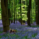 A deep blue carpet of bluebells is an unforgettable sight to anyone visiting a British woodland.