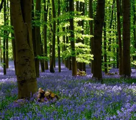 A deep blue carpet of bluebells is an unforgettable sight to anyone visiting a British woodland.
