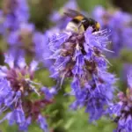 It is widely used as a 'taste enhancing' herb in cooking and in teas.