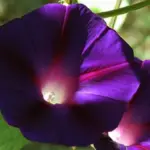 Ipomoea purpurea 'Kniolas Black' is one of the darkest of all Ipomoea varieties available.