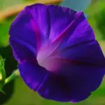 Ipomoea purpurea "Grandpa Ott" flowers of intense violet-blue, with a ruby red star produced in profusion on the plant.