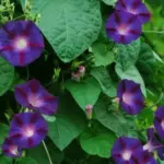 It was given to Kent and Diane (Ott) Whealy in 1972 by her grandfather, Baptist John Ott.