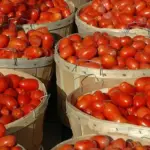 These paste-type fruits are meaty with few seeds and not much juice, perfectly suited to cooking,