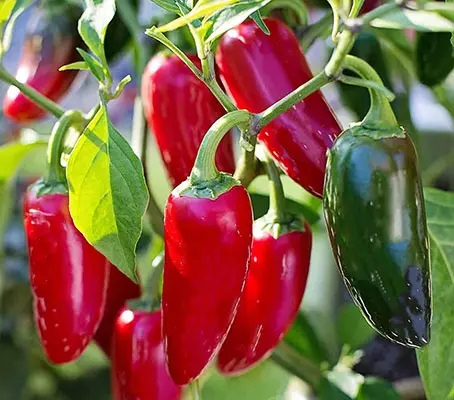 Jalapeño are among the most popular and commonly available hot chilli peppers in the world.