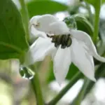 Jalapeño are very versatile: hot enough for a good kick, but still mild enough to use as a vegetable.