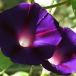 It will bloom early and load itself with masses of attractive dark purple-black flowers all summer long.
