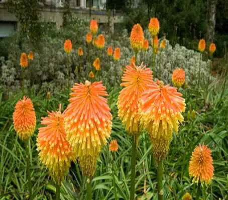 Kniphofia uvaria 'New Hybrids'-0