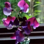 Sweet Pea 'Matucana' has brilliant bicoloured blooms of richest purple and violet.