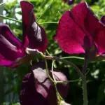 Lathyrus odoratus 'Midnight' is very special variety of sweet pea, seed of which is seldom available.