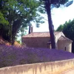 Munstead Lavender is a good choice for hedges, along pathways and knot gardens.