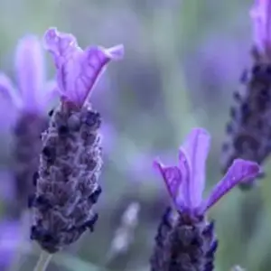 Lavender stoechas is favourite both for its intense fragrance and for the short dense flower spikes.