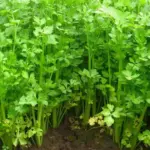 Leaf Celery was used centuries ago in Europe and the Orient, where its ancestor was known as 'smallage'.