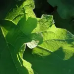 Burdock Takinogawa 'Gobo'-8530