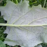 Burdock Takinogawa 'Gobo'-8531