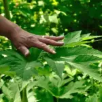 Angelica's large bright green leaves are made up of three finely toothed leaflets,