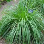 Lemon Grass 'East Indian'-3485