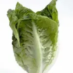 Quick to mature and resistant to root aphid, Little Gem will tolerate hot weather and resist bolting.