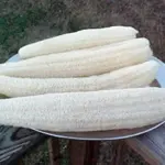 Luffa cylindrica-3827