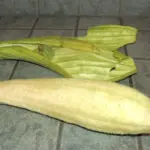 Luffa cylindrica-3826