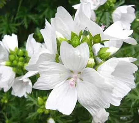 Malva moschata f. alba-0