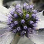 Close up of Eryngium maritimum flower head.
