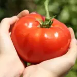 Super Marmande is large, juicy, well flavoured fruit and a great improvement over an already excellent variety