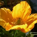 The Meconopsis genus contains some of the most exquisitely beautiful of all flowering plants.