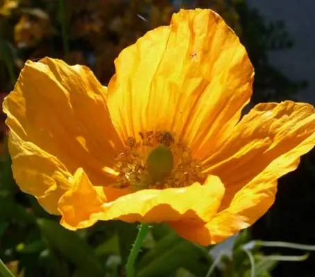 The Meconopsis genus contains some of the most exquisitely beautiful of all flowering plants.