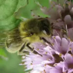 It was formerly much used medicinally and is still in culinary usage abroad but in this country the taste and odour are too pronounced for our taste buds.
