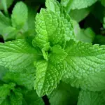 Mentha spicata (formerly viridis) is the best strain grown from seed. Chopped leaves are used in many culinary dishes.