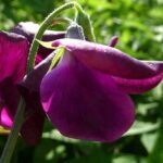 An amazing colour 'Midnight' produces beautifully formed scented blooms of dark crimson, almost black.