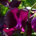 Modern Grandifloras provide the best of all worlds with larger petal size and longer stem length.