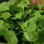 It has a mild taste, so is excellent for tempering bitter salad greens like rocket (arugula) or endive.