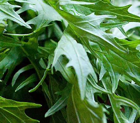 The marvelous Mizuna is an oriental wonder!