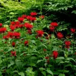 Each flower consists of a large number of curving tubular flowers growing out from a central point, creating a shaggy dome of petals.