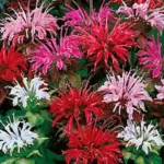 In many shades of scarlet, bright red, pink, salmon and crimson, each plant bears up to 20 long stems.