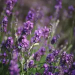 It flowers profusely in the spring, after which a good pruning will provide an attractive grey bush with highly aromatic leaves.