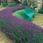 A fragrant robust lavender that, due to its short size and tightly held blooms, makes a great hedge.