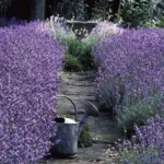 Munstead Lavender is named from Munstead Woods, the home of famous garden designer Gertrude Jekyll.