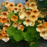 They can be grown as a groundcover as path edging or in the border or can be planted in containers or window boxes.
