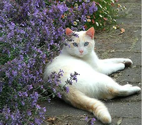 Cats adore the plant, rolling in nepeta and even eating it.