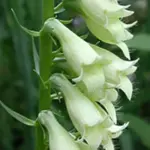 Digitalis lutea 'Small Foxglove'-0